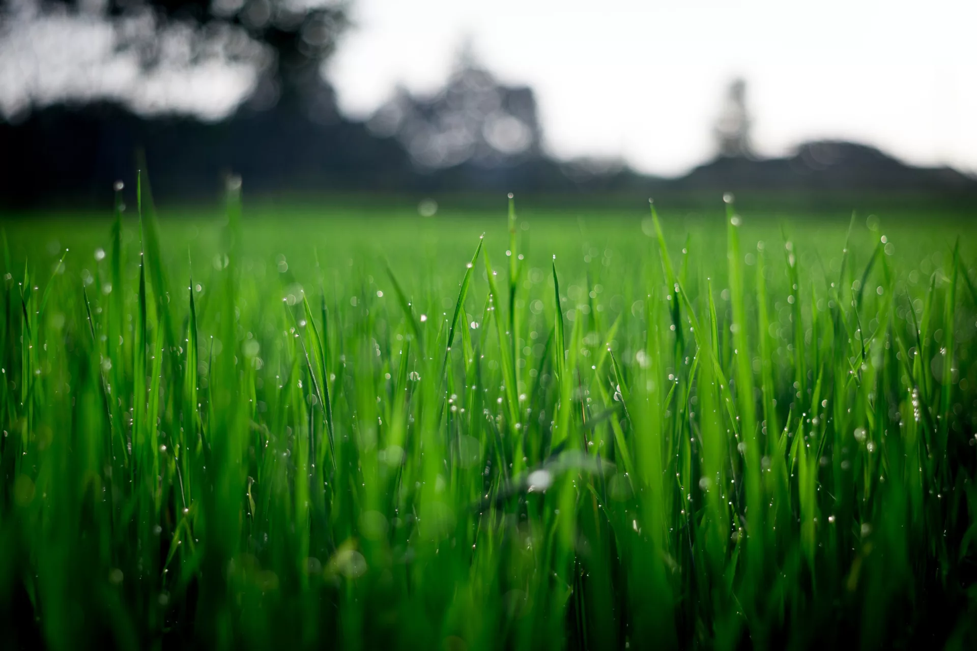 Lawn Domination's lushious grass