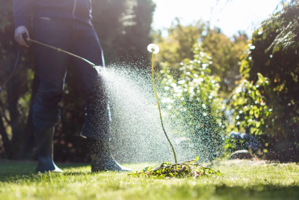Lawn Domination fights pesky weeds